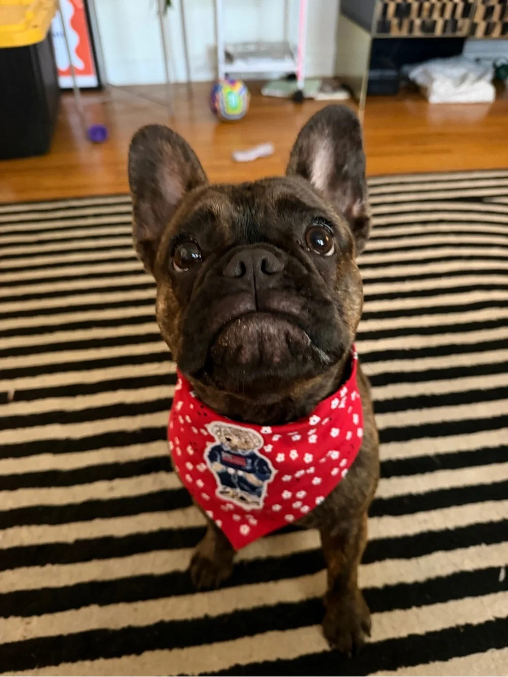 Red Teddy Bear Bandana for Pets - Accessories
